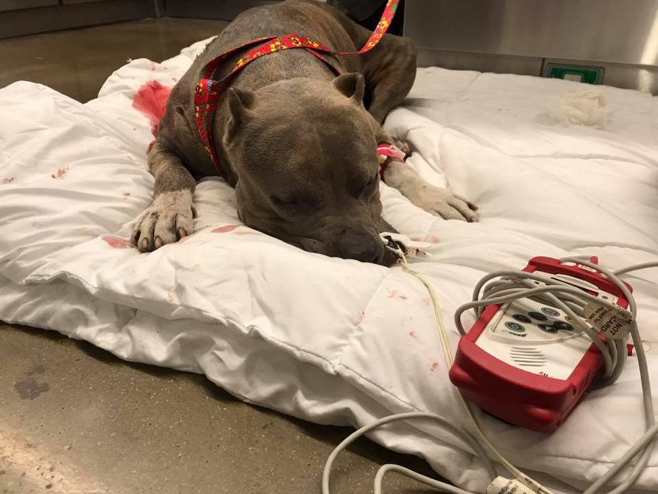 hulk, pit bull, hope for paws, railroad tracks, post surgery