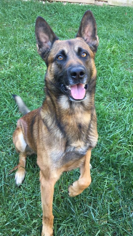 Jango, a K-9 officer with the Annue Arundel Sheriff's Office in Maryland, felt like playing hooky last week. In an act of civil disobedience, he flopped down on the grass in front of his handler's home and refused the deputy's commands to get into the back seat.