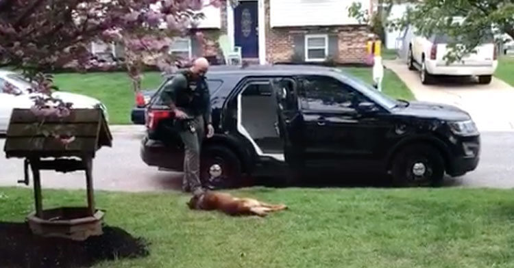 An officer looks down at his canine partner who is laying on the ground, just outside the car.