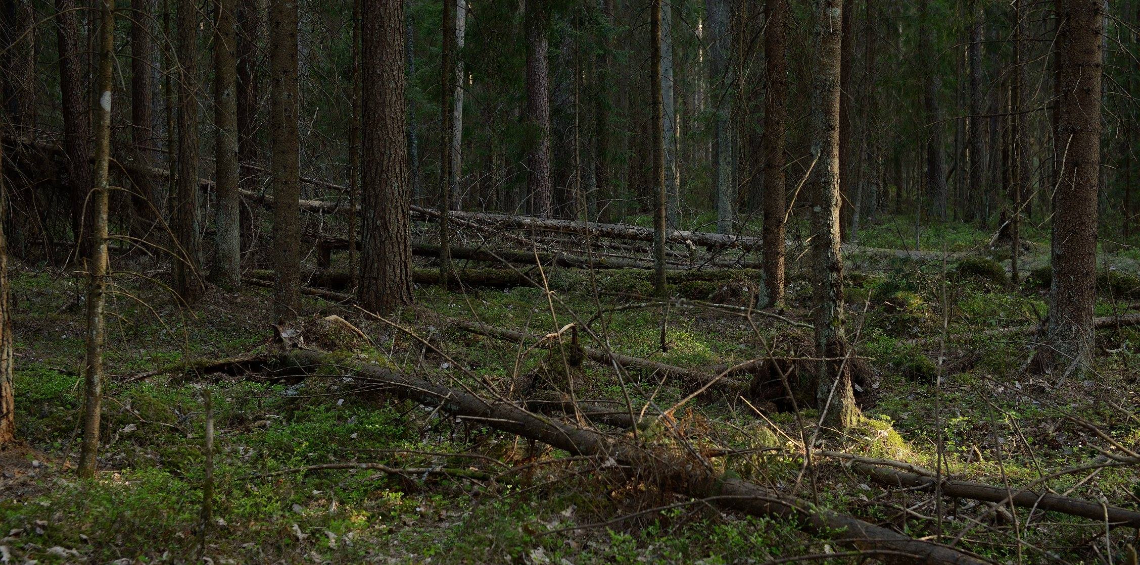 lake vortsjarv, erich jyri prikko, moose