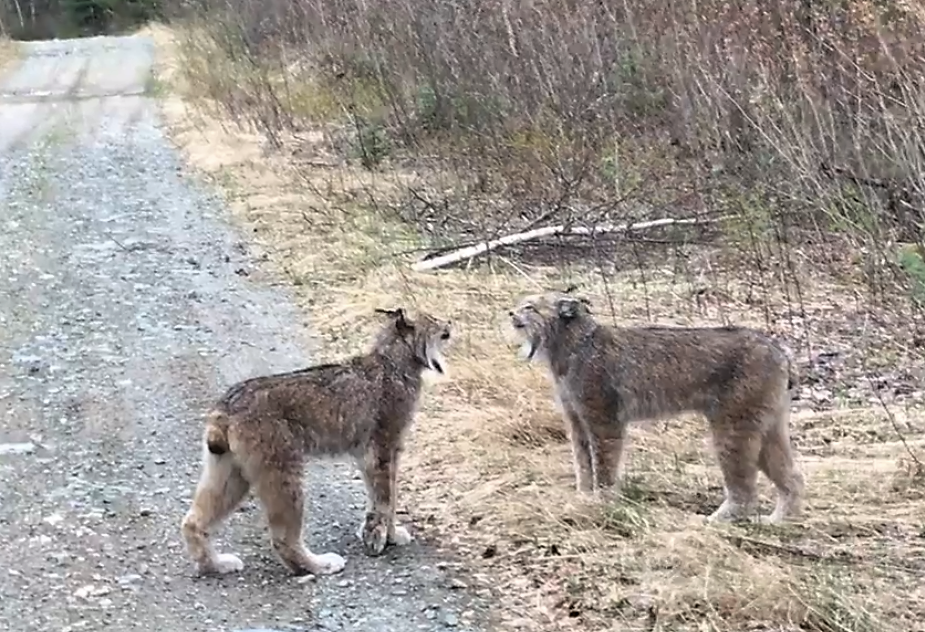 lynx fighting