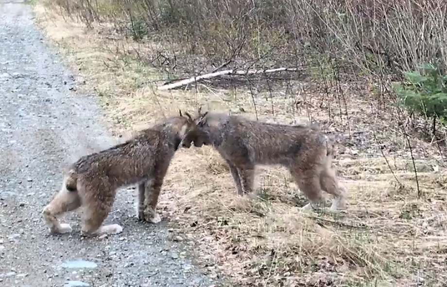 lynx head to head