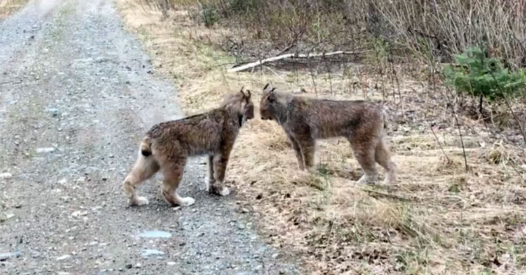canadian lynx stand-off