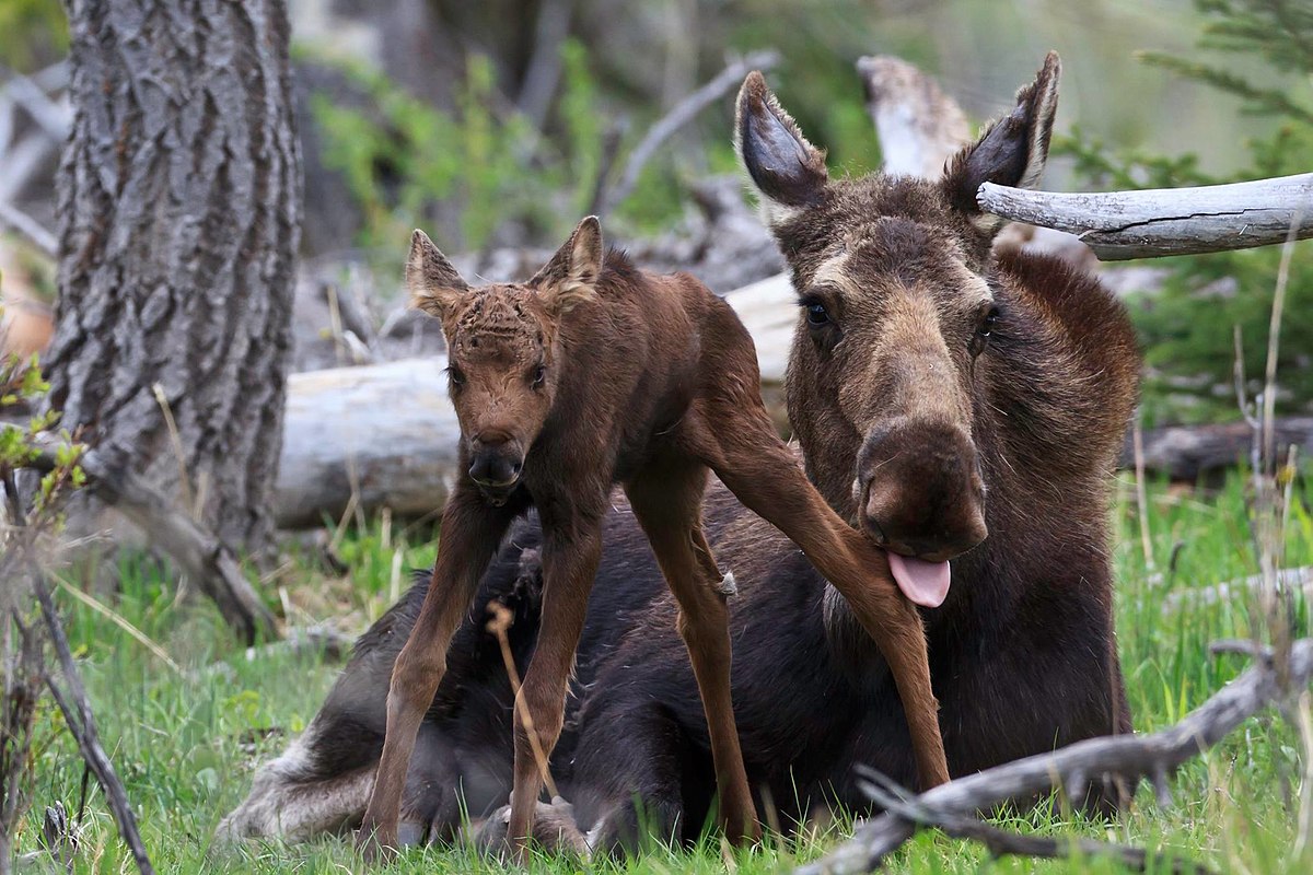 mother moose and baby, erich jyri prikko