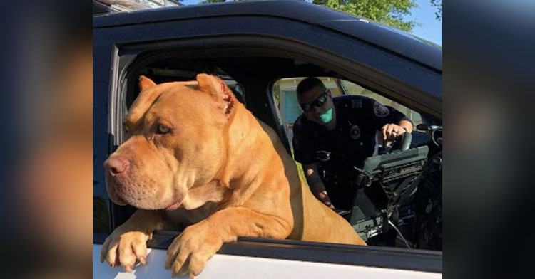 pit bull cop car