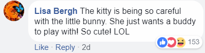 rabbit comment1