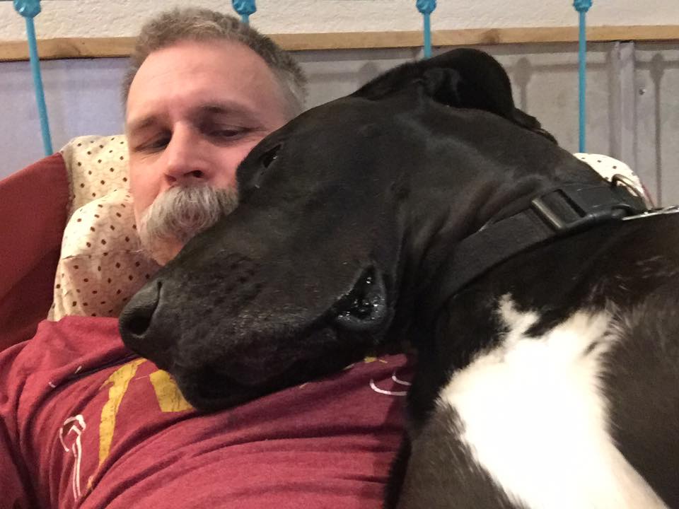 Bodie Gene is a Great Dane, but he apparently has a reverse Napoleon complex because he still thinks he can fit on Dad's lap. His cries for attention get funnier and funnier as he plops himself down on the couch and does everything he can think of to get his owner's attention.