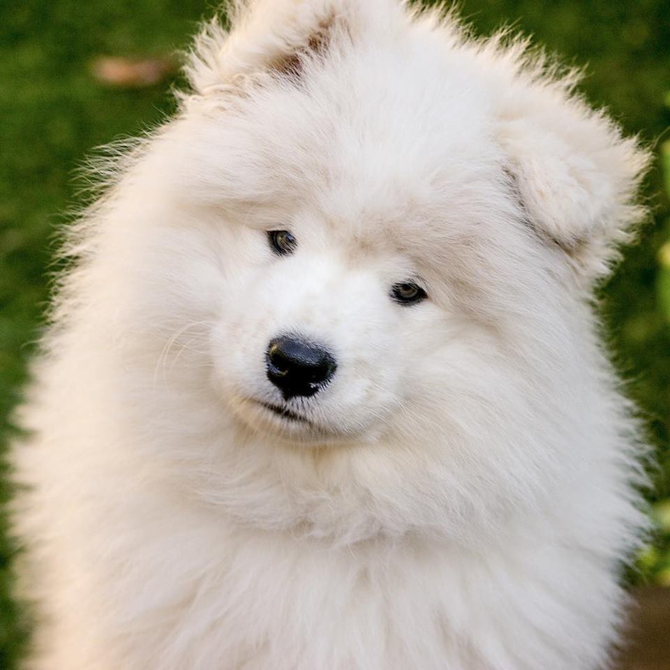 Check out this list of 19 of the cutest and fluffiest Samoyeds ever to exist!