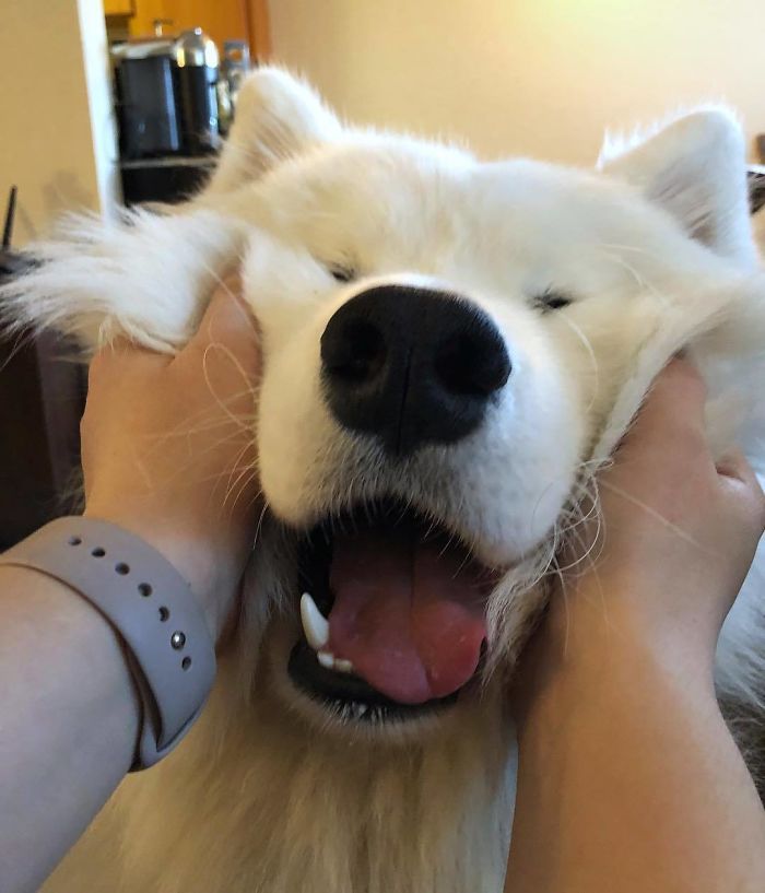 Check out this list of 19 of the cutest and fluffiest Samoyeds ever to exist!