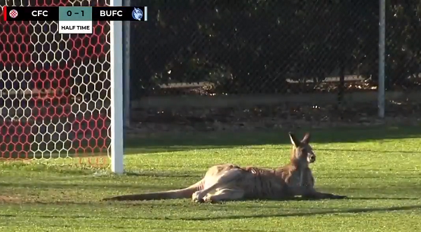 kangaroo interrupts soccer match in Australia