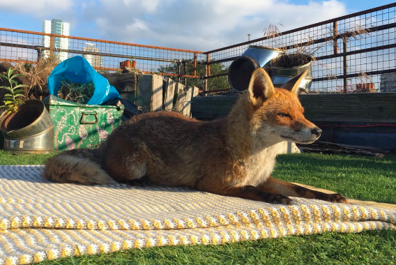 fox on roof