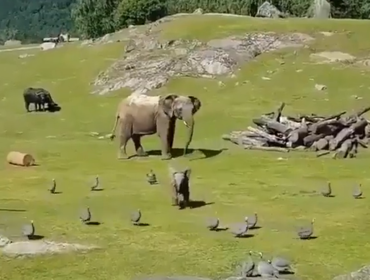 baby elephant chasing birds