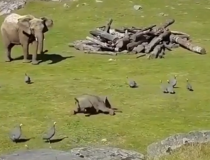 baby elephant falls