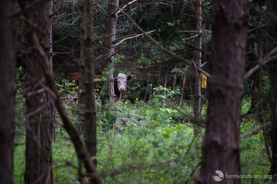 bonnie hiding in forest