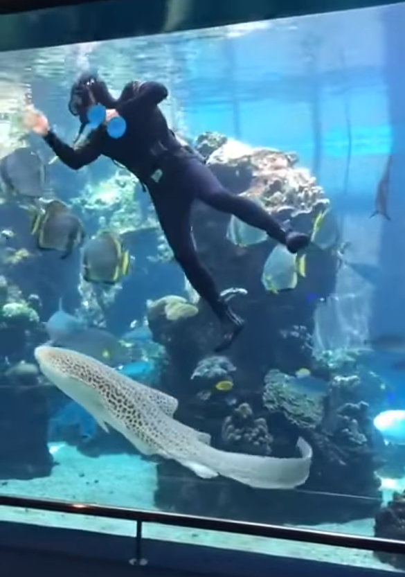 diver scrubbing aquarium
