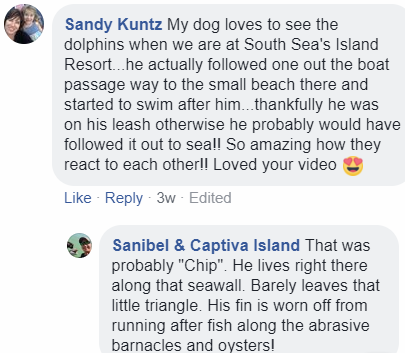 dolphin fb comment2