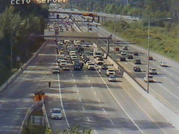 ducklings on freeway