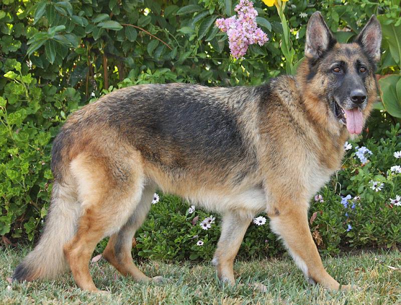 german shepherd