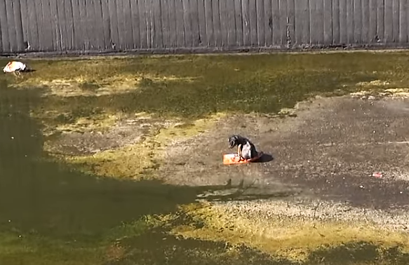 jordan in la river