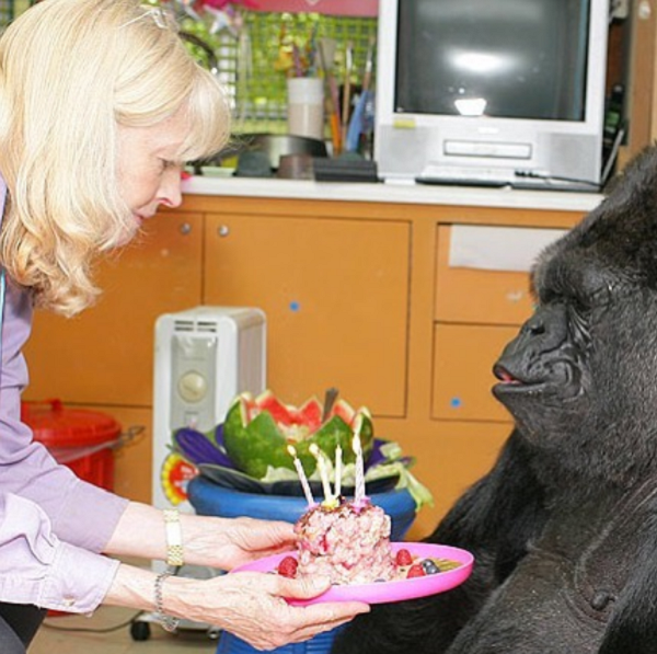 koko gorilla passed away