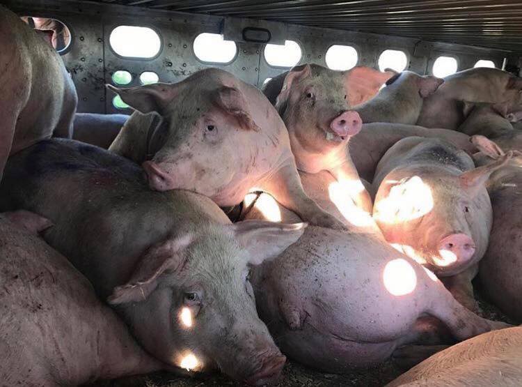 pigs being transported