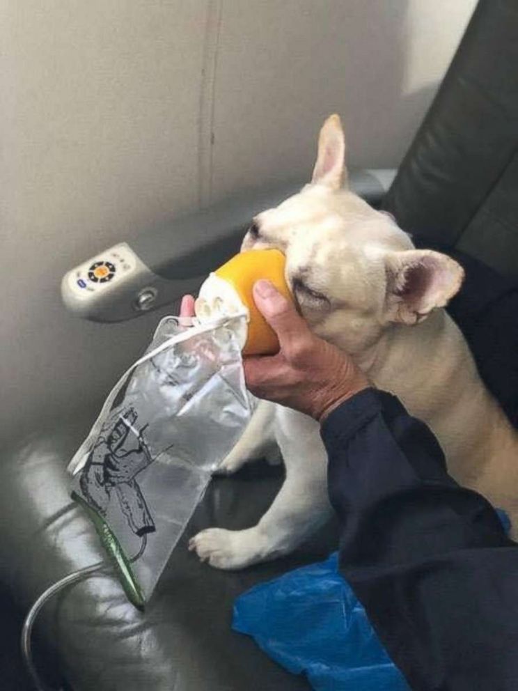 JetBlue crew saves Darcy French Bulldog