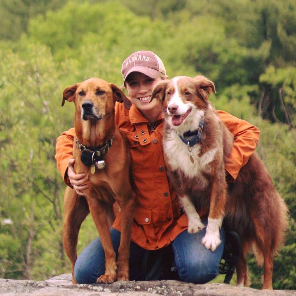 amber and dogs