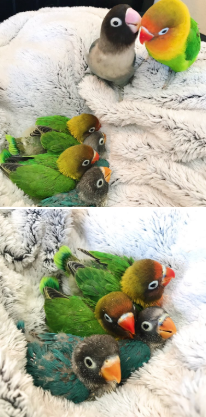 babies with feathers