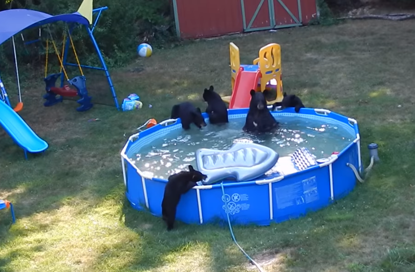 bear grabs inflatable