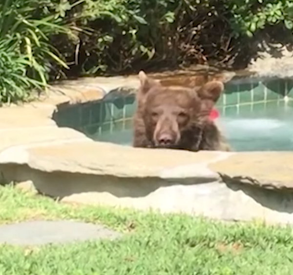 bear in hot tub