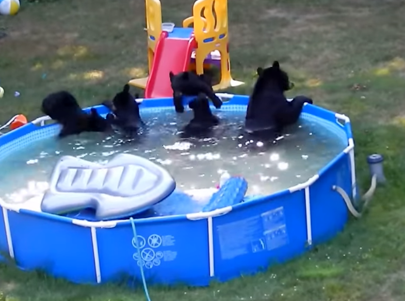 bears playing in pool