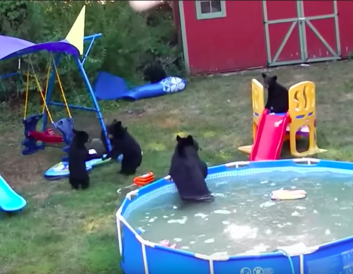 bears in pool