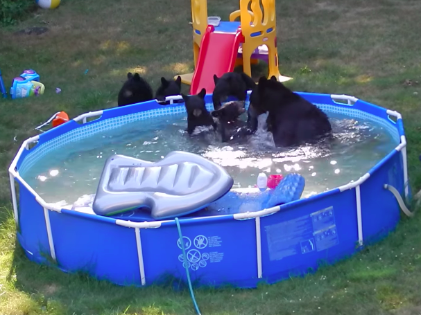 bears in pool