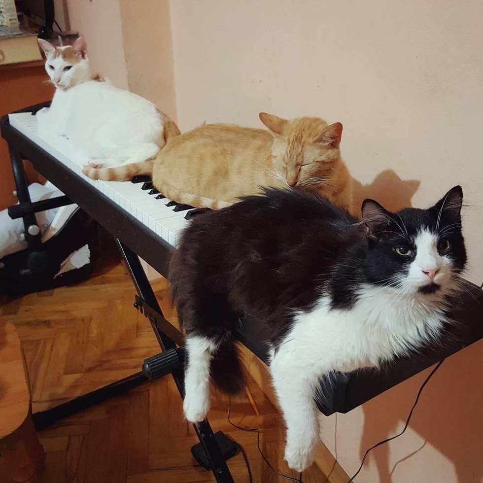 cats on keyboard