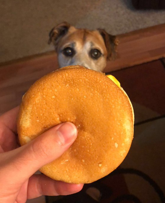 dog and cheeseburger
