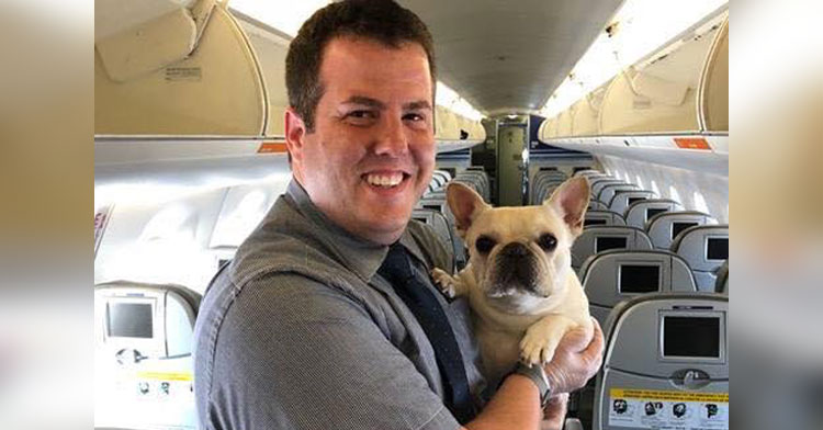 darcy frenchie on jetblue flight