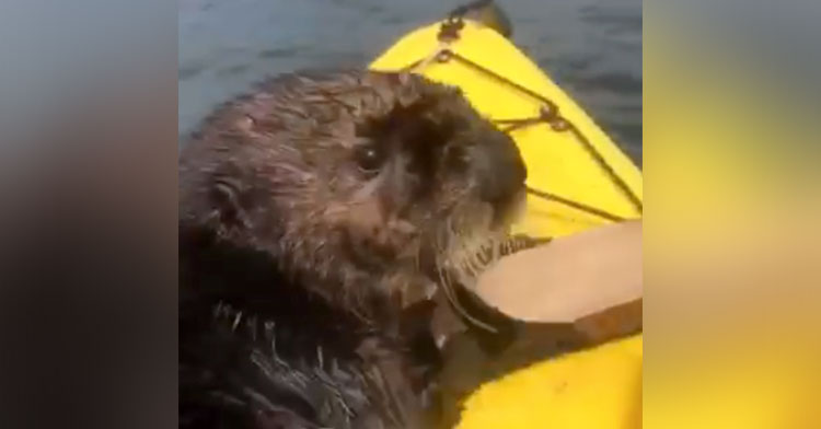 otter kayaker