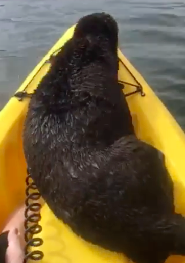 otter monterey bay