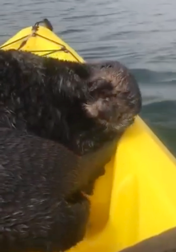 otter rubbing face