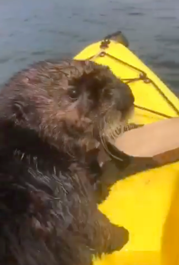otter with shoe