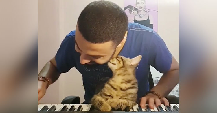 sarper duman pianist cat
