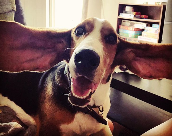 basset dumbo ears