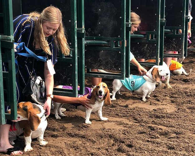 basset hounds at gate