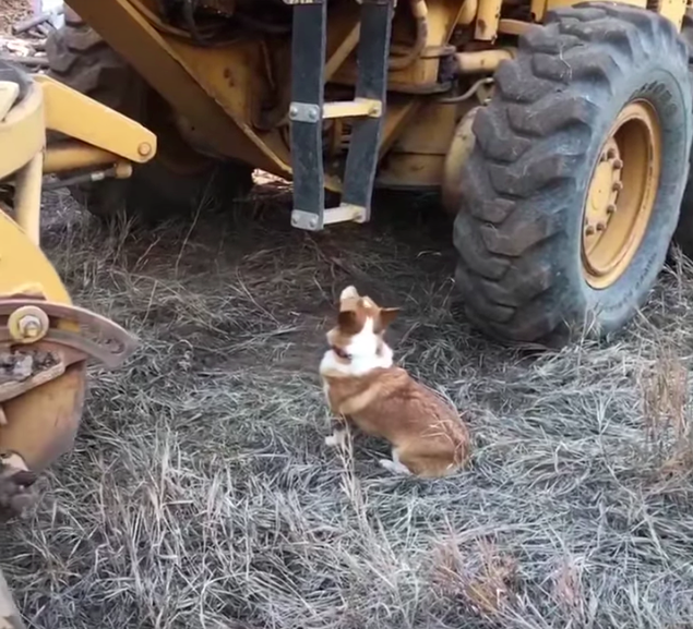 corgi tractor