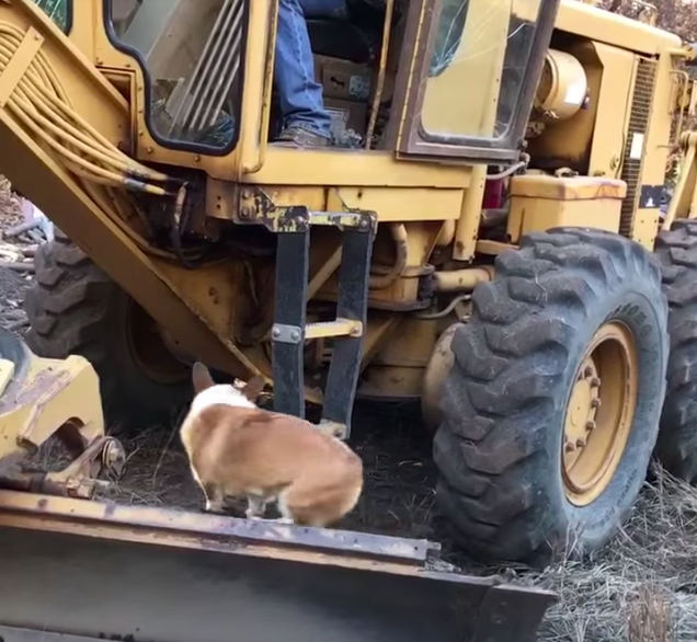 corgi riding tractor