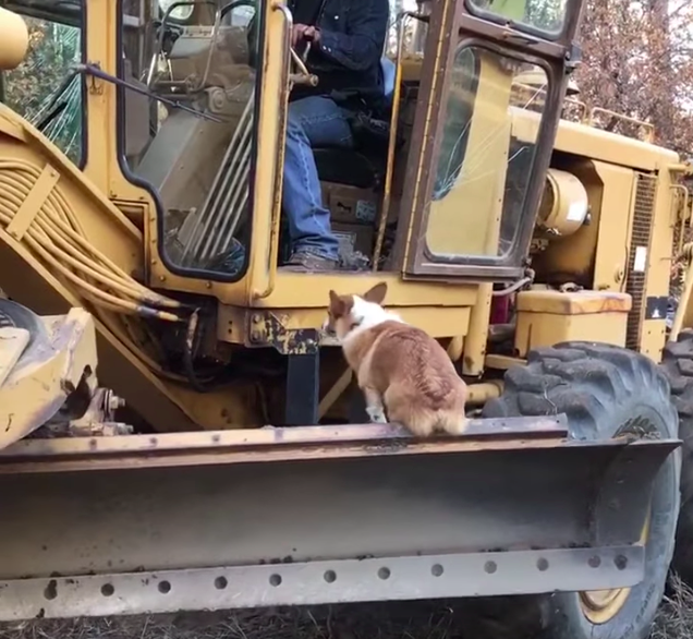 corgi riding tractor