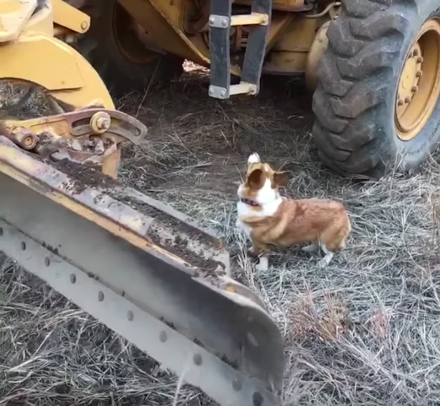 corgi tractor