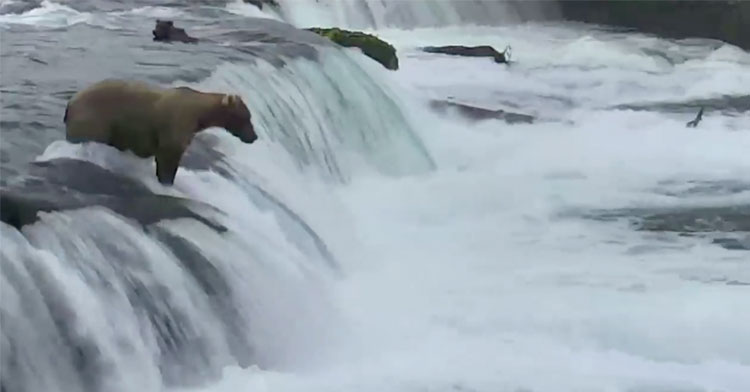 bear cub waterfall