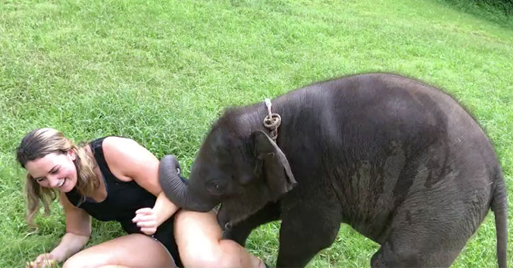 elephant playdate