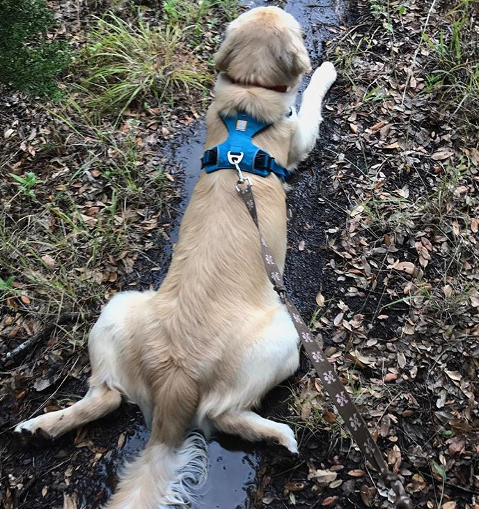 enzo getting muddy